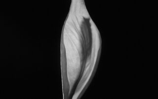 first dance - peace lily photo by andrew b clark