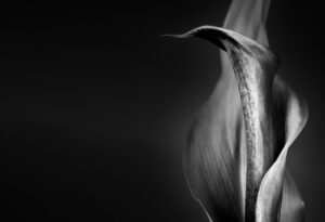 Paitently - peace lily photo by andrew b clark