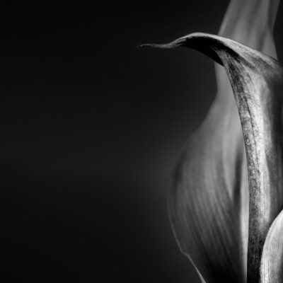Paitently - peace lily photo by andrew b clark