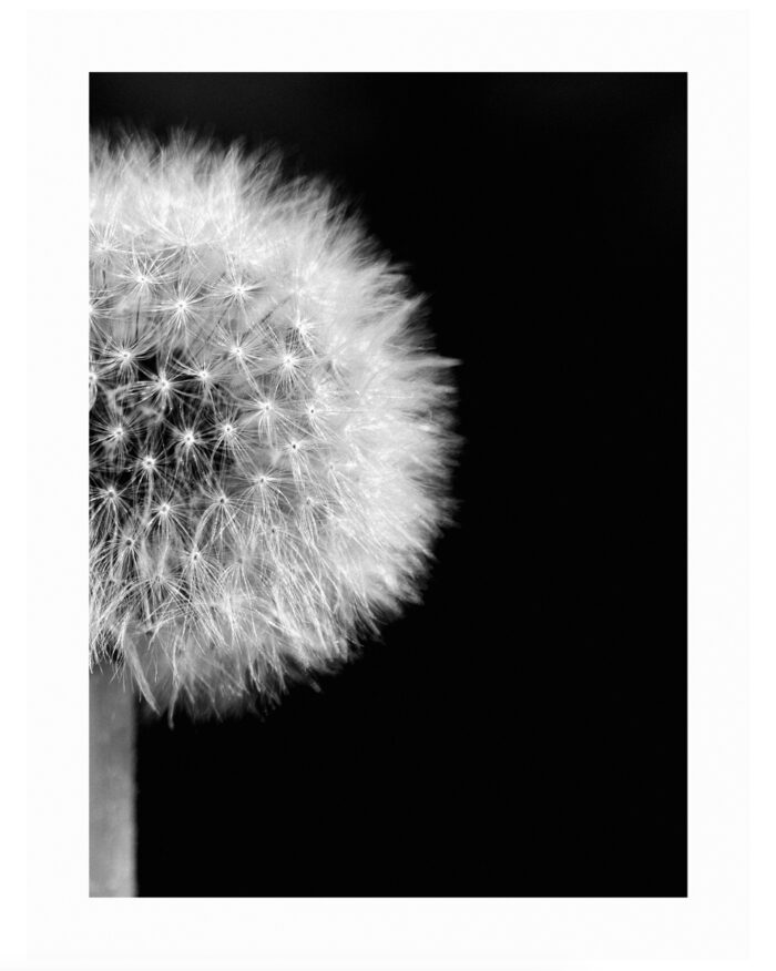 dandelion puff black and white photo by andrew b. clark